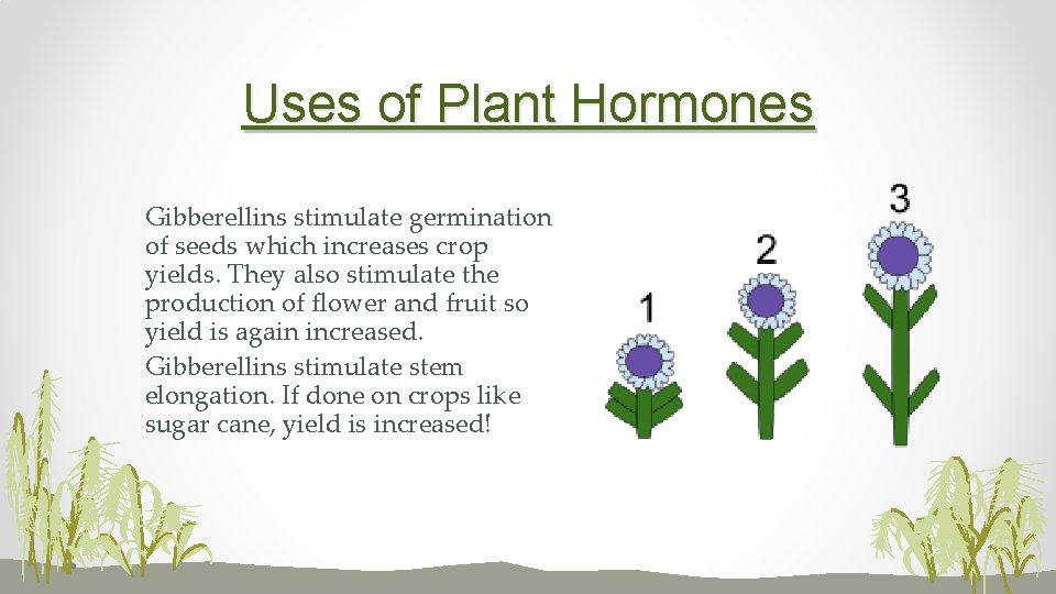 Uses of Plant Hormones Gibberellins stimulate germination of seeds which increases crop yields. They