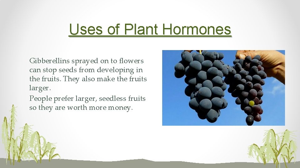 Uses of Plant Hormones Gibberellins sprayed on to flowers can stop seeds from developing