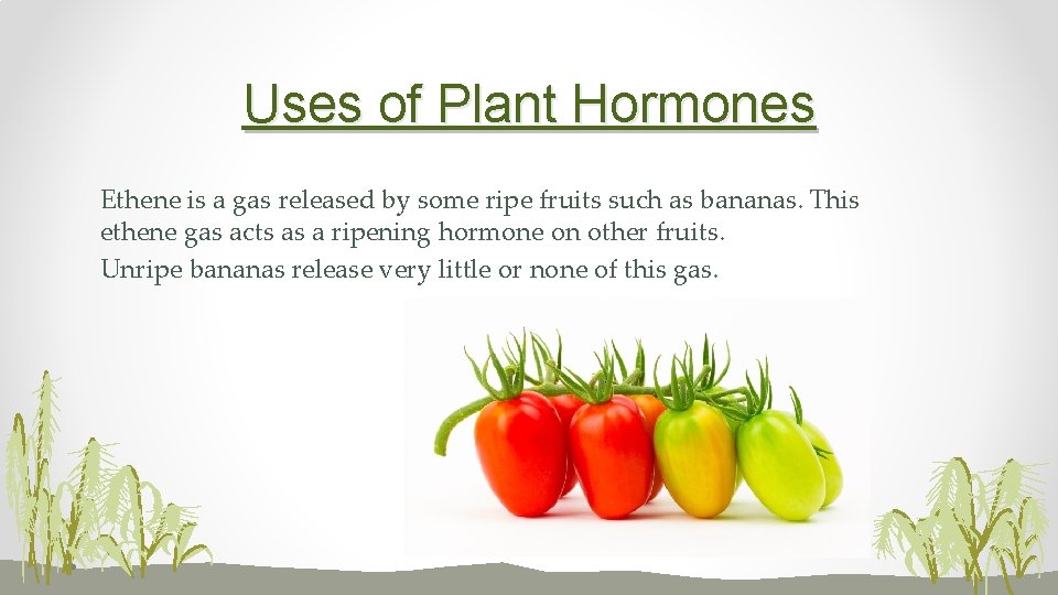 Uses of Plant Hormones Ethene is a gas released by some ripe fruits such