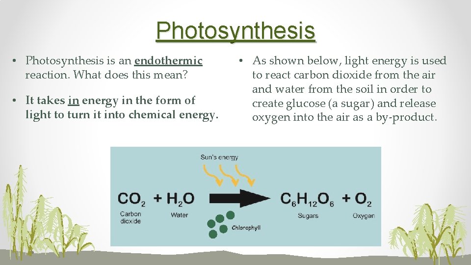 Photosynthesis • Photosynthesis is an endothermic reaction. What does this mean? • It takes