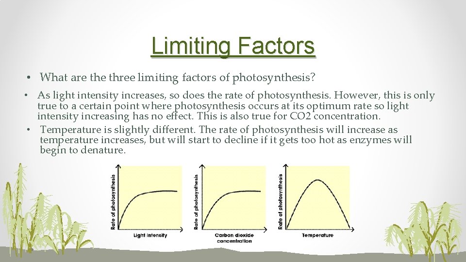 Limiting Factors • What are three limiting factors of photosynthesis? • As light intensity