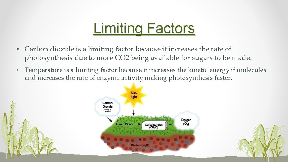 Limiting Factors • Carbon dioxide is a limiting factor because it increases the rate
