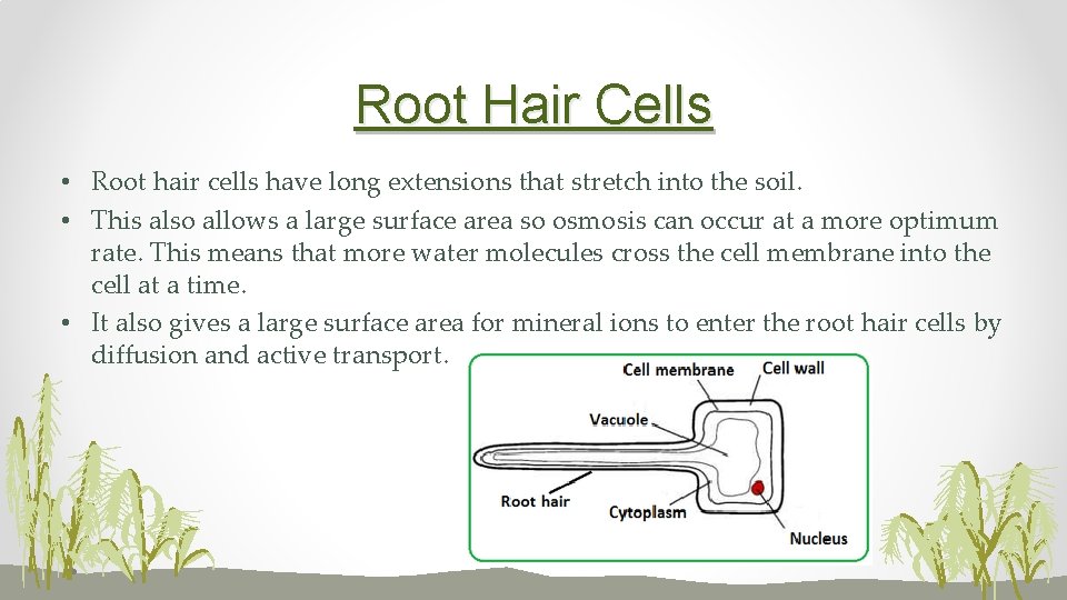 Root Hair Cells • Root hair cells have long extensions that stretch into the