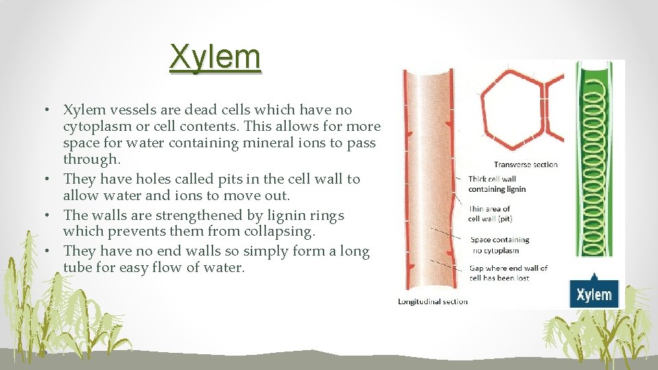 Xylem • Xylem vessels are dead cells which have no cytoplasm or cell contents.