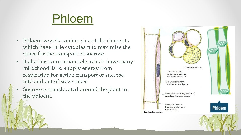 Phloem • Phloem vessels contain sieve tube elements which have little cytoplasm to maximise