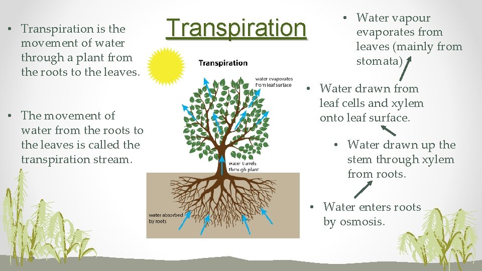  • Transpiration is the movement of water through a plant from the roots