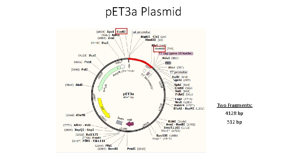p. ET 3 a Plasmid Two Fragments: 4128 bp 512 bp 