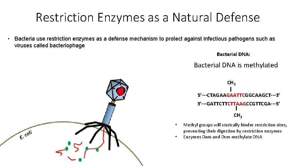 Restriction Enzymes as a Natural Defense • Bacteria use restriction enzymes as a defense