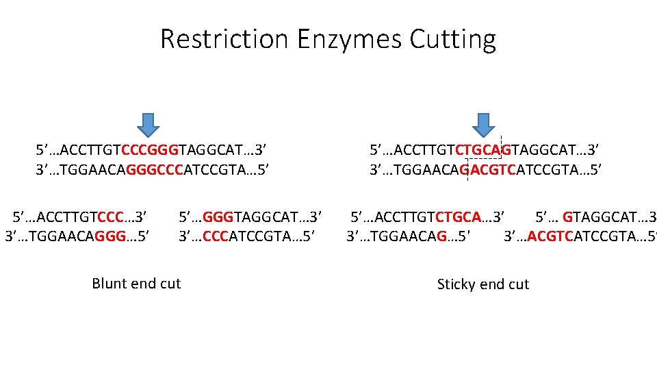 Restriction Enzymes Cutting 5’…ACCTTGTCCCGGGTAGGCAT… 3’ 3’…TGGAACAGGGCCCATCCGTA… 5’ 5’…ACCTTGTCCC… 3’ 3’…TGGAACAGGG… 5’ 5’…GGGTAGGCAT… 3’ 3’…CCCATCCGTA…