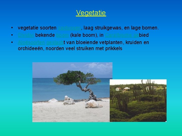 Vegetatie • vegetatie soorten cactussen, laag struikgewas, en lage bomen. • Dividivi bekende boom