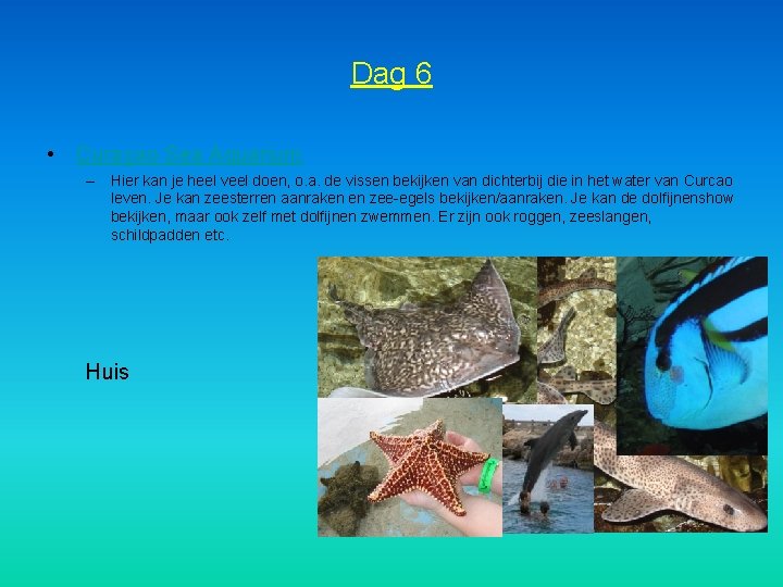 Dag 6 • Curaçao Sea Aquarium – Hier kan je heel veel doen, o.