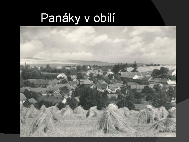 Panáky v obilí 