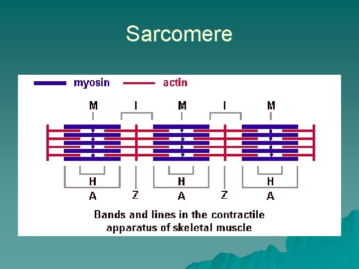 Sarcomere 