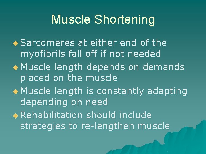 Muscle Shortening u Sarcomeres at either end of the myofibrils fall off if not