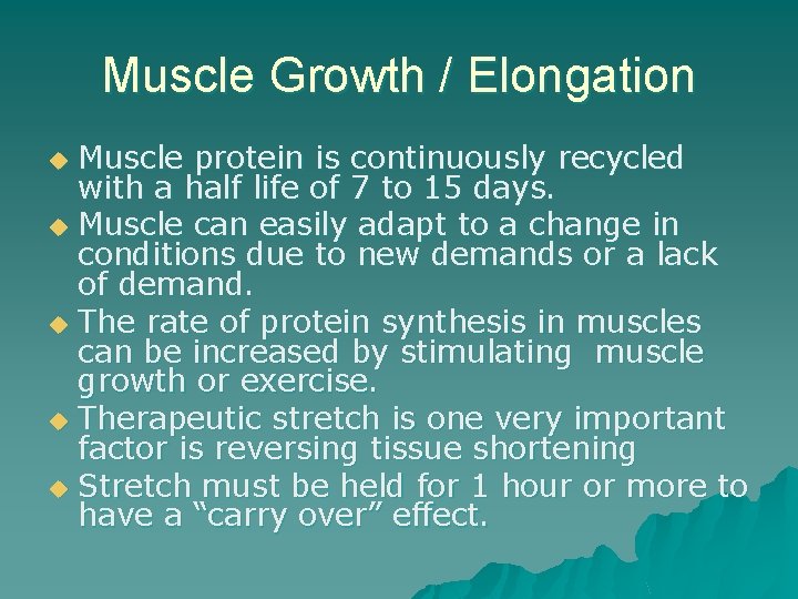 Muscle Growth / Elongation Muscle protein is continuously recycled with a half life of