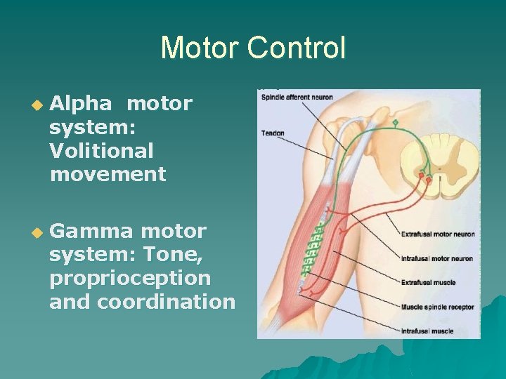 Motor Control u u Alpha motor system: Volitional movement Gamma motor system: Tone, proprioception