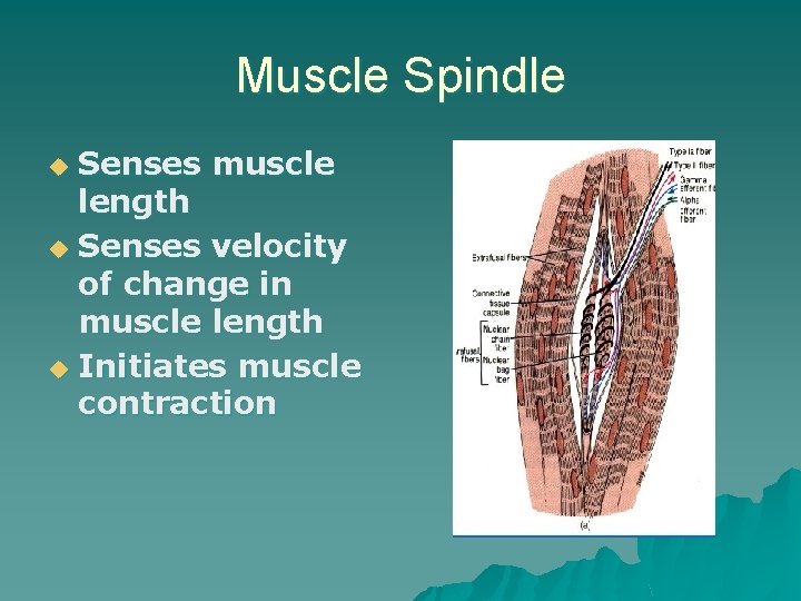 Muscle Spindle Senses muscle length u Senses velocity of change in muscle length u