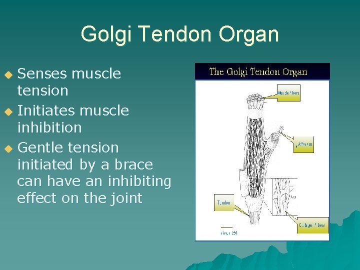 Golgi Tendon Organ Senses muscle tension u Initiates muscle inhibition u Gentle tension initiated