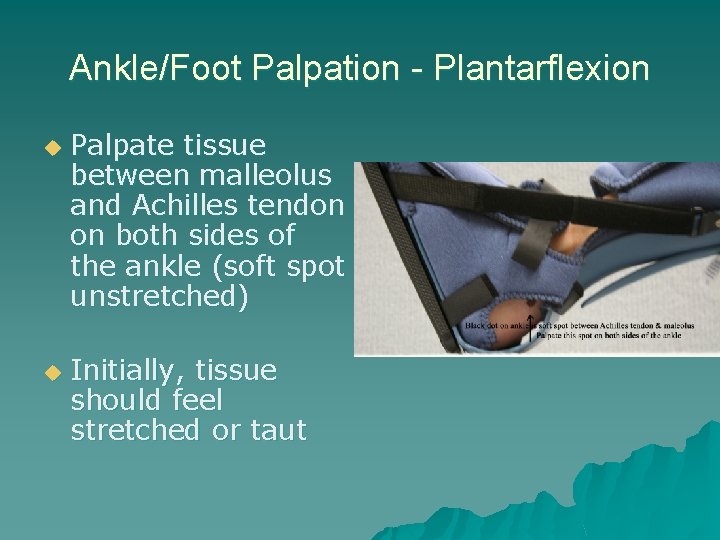 Ankle/Foot Palpation - Plantarflexion u u Palpate tissue between malleolus and Achilles tendon on