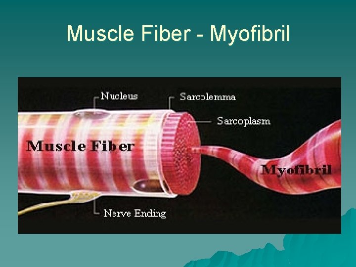 Muscle Fiber - Myofibril 