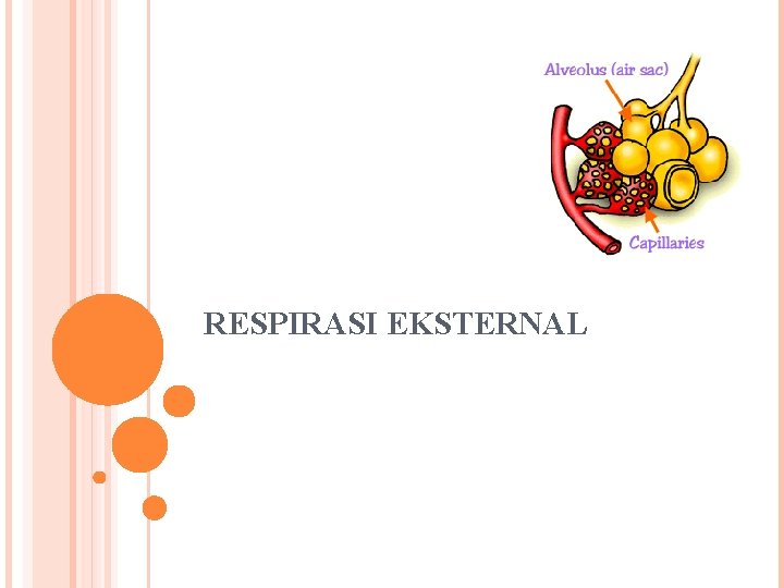 RESPIRASI EKSTERNAL 