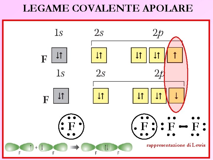LEGAME COVALENTE APOLARE F F rappresentazione di Lewis 