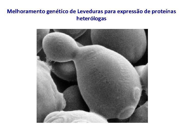 Melhoramento genético de Leveduras para expressão de proteínas heterólogas Melhoramento genético de Leveduras para expressão de proteínas heterólogas