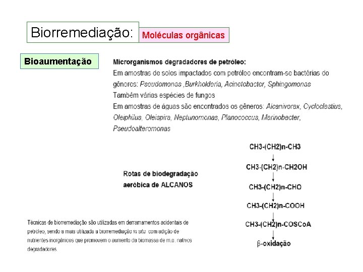 Biorremediação: Bioaumentação Moléculas orgânicas Biorremediação: Bioaumentação Moléculas orgânicas