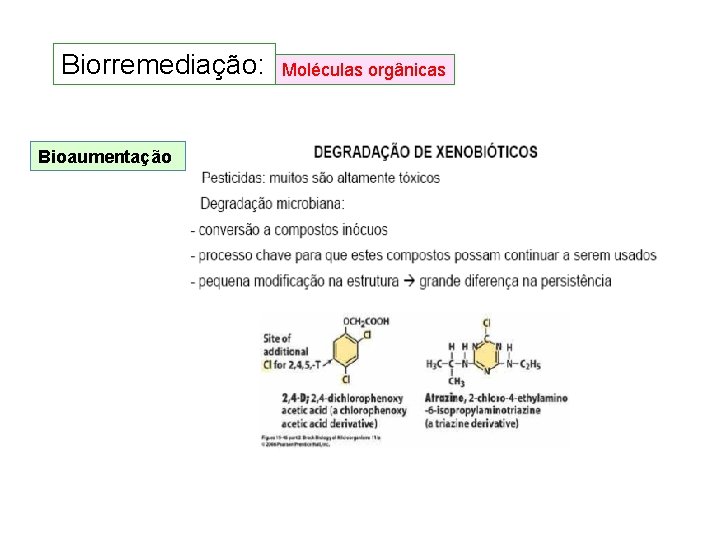 Biorremediação: Bioaumentação Moléculas orgânicas Biorremediação: Bioaumentação Moléculas orgânicas