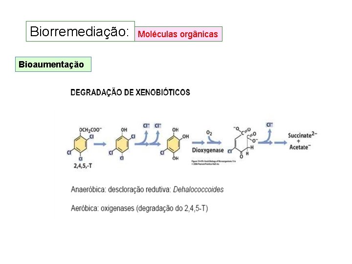 Biorremediação: Bioaumentação Moléculas orgânicas Biorremediação: Bioaumentação Moléculas orgânicas
