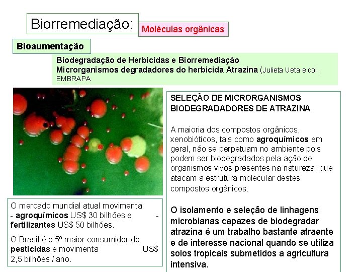 Biorremediação: Moléculas orgânicas Bioaumentação Biodegradação de Herbicidas e Biorremediação Microrganismos degradadores do herbicida Atrazina Biorremediação: Moléculas orgânicas Bioaumentação Biodegradação de Herbicidas e Biorremediação Microrganismos degradadores do herbicida Atrazina