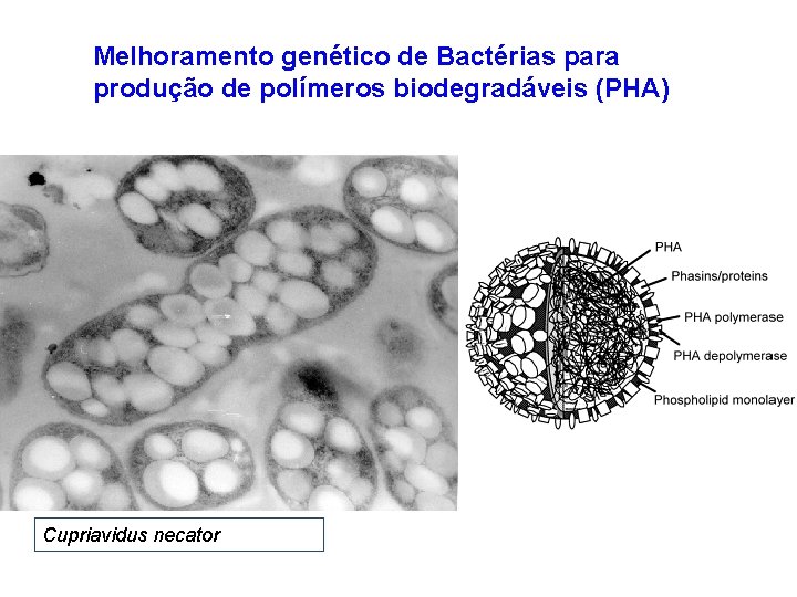 Melhoramento genético de Bactérias para produção de polímeros biodegradáveis (PHA) Cupriavidus necator Melhoramento genético de Bactérias para produção de polímeros biodegradáveis (PHA) Cupriavidus necator