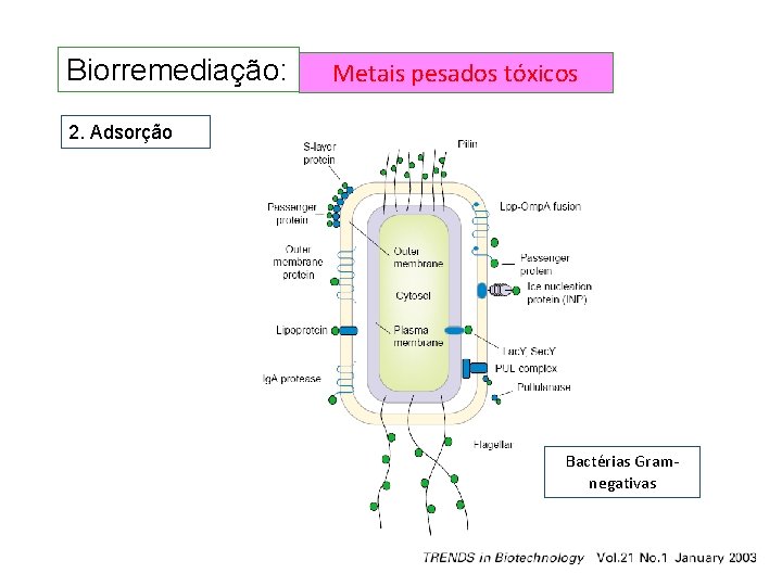 Biorremediação: Metais pesados tóxicos 2. Adsorção Bactérias Gramnegativas Biorremediação: Metais pesados tóxicos 2. Adsorção Bactérias Gramnegativas
