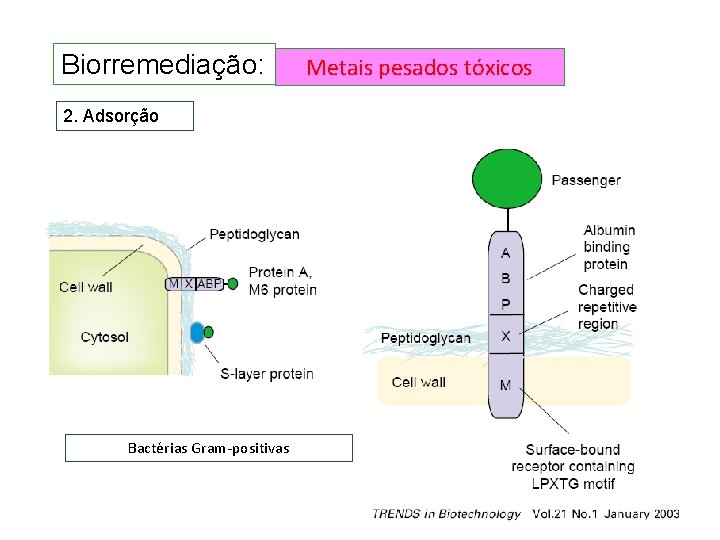 Biorremediação: 2. Adsorção Bactérias Gram-positivas Metais pesados tóxicos Biorremediação: 2. Adsorção Bactérias Gram-positivas Metais pesados tóxicos