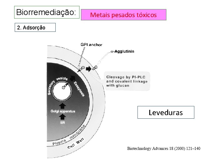 Biorremediação: Metais pesados tóxicos 2. Adsorção Leveduras Biorremediação: Metais pesados tóxicos 2. Adsorção Leveduras