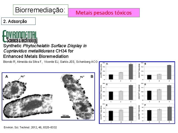 Biorremediação: Metais pesados tóxicos 2. Adsorção Synthetic Phytochelatin Surface Display in Cupriavidus metallidurans CH Biorremediação: Metais pesados tóxicos 2. Adsorção Synthetic Phytochelatin Surface Display in Cupriavidus metallidurans CH