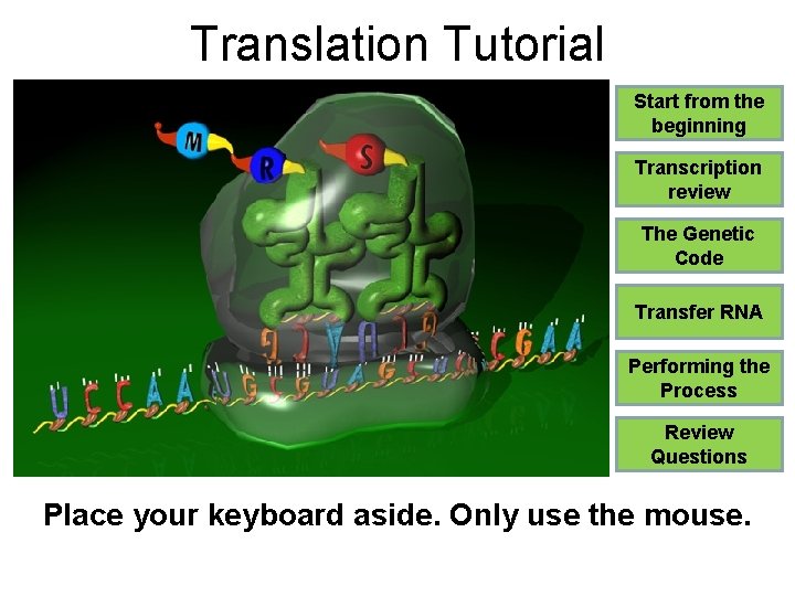 Translation Tutorial Start from the beginning Transcription review The Genetic Code Transfer RNA Performing