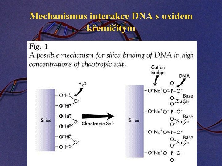Mechanismus interakce DNA s oxidem křemičitým 
