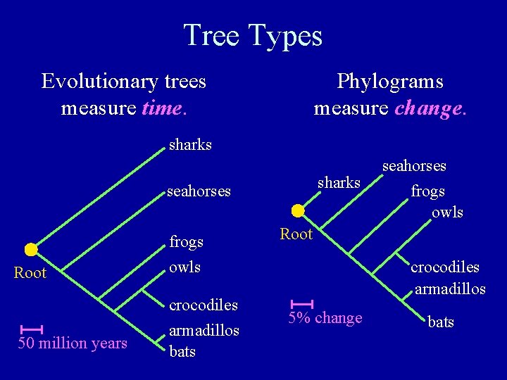 Tree Types Evolutionary trees measure time. Phylograms measure change. sharks seahorses frogs Root 50