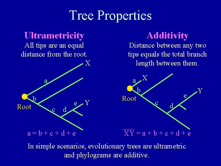 Tree Properties Ultrametricity Additivity All tips are an equal distance from the root. X