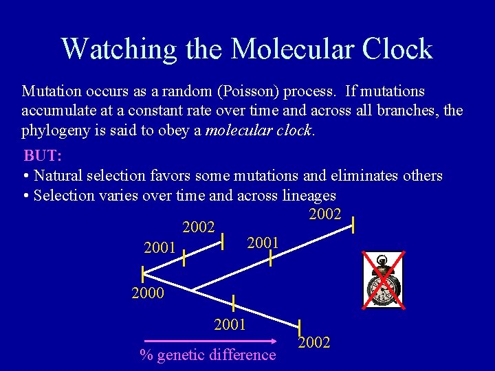 Watching the Molecular Clock Mutation occurs as a random (Poisson) process. If mutations accumulate