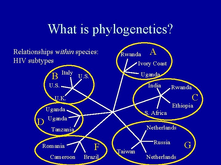 What is phylogenetics? Relationships within species: HIV subtypes B Italy A Rwanda Ivory Coast