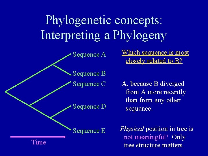 Phylogenetic concepts: Interpreting a Phylogeny Sequence A Sequence B Sequence C Sequence D Sequence