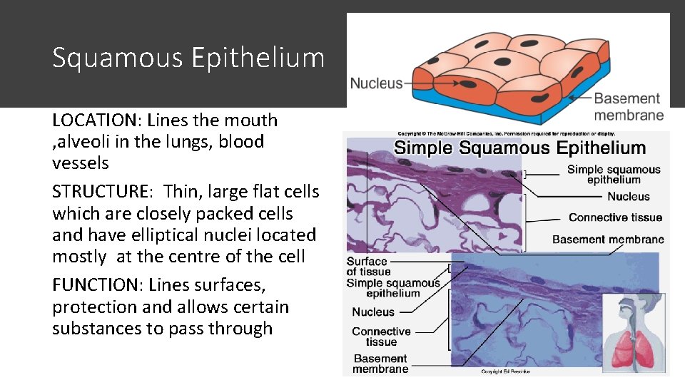 Squamous Epithelium LOCATION: Lines the mouth , alveoli in the lungs, blood vessels STRUCTURE: