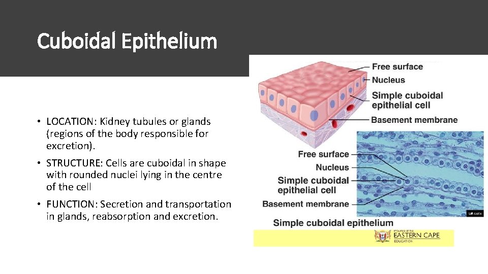 Cuboidal Epithelium • LOCATION: Kidney tubules or glands (regions of the body responsible for Cuboidal Epithelium • LOCATION: Kidney tubules or glands (regions of the body responsible for