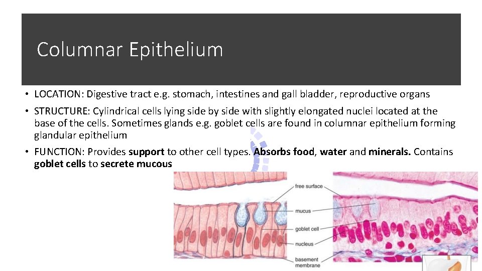 Columnar Epithelium • LOCATION: Digestive tract e. g. stomach, intestines and gall bladder, reproductive Columnar Epithelium • LOCATION: Digestive tract e. g. stomach, intestines and gall bladder, reproductive