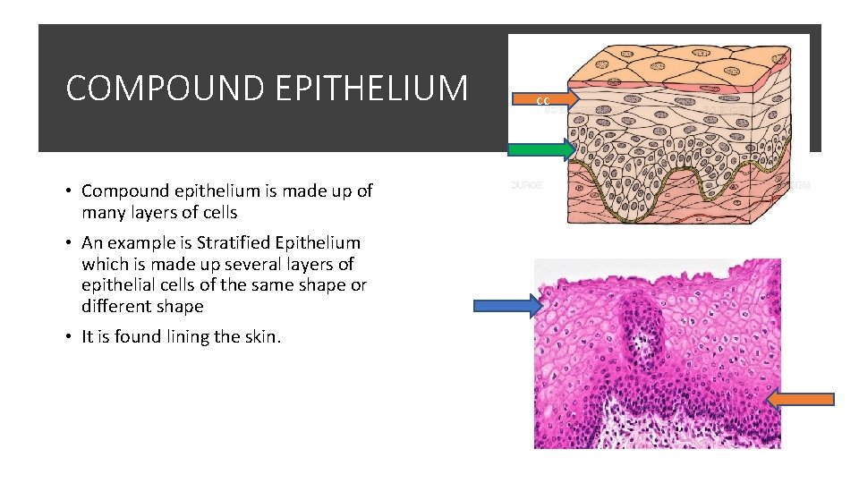 COMPOUND EPITHELIUM • Compound epithelium is made up of many layers of cells •