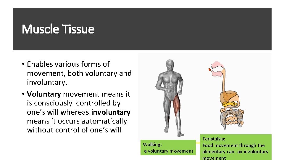 Muscle Tissue • Enables various forms of movement, both voluntary and involuntary. • Voluntary