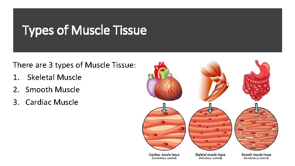 Types of Muscle Tissue There are 3 types of Muscle Tissue: 1. Skeletal Muscle Types of Muscle Tissue There are 3 types of Muscle Tissue: 1. Skeletal Muscle