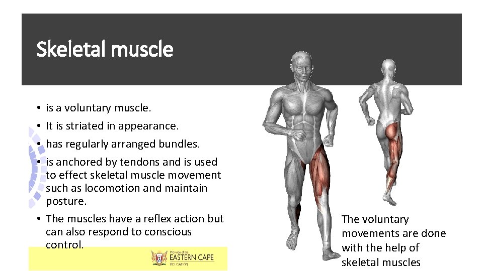 Skeletal muscle is a voluntary muscle. It is striated in appearance. has regularly arranged Skeletal muscle is a voluntary muscle. It is striated in appearance. has regularly arranged